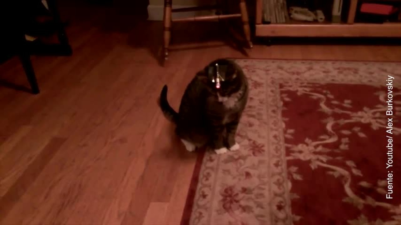 Vídeo de un gato persiguiendo una luz láser
