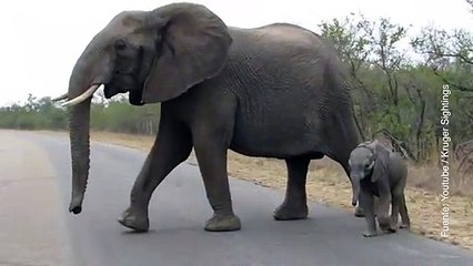 Vídeo de un elefante y su cría