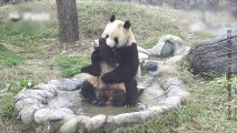 ¡Este osito panda se resiste a darse un baño!