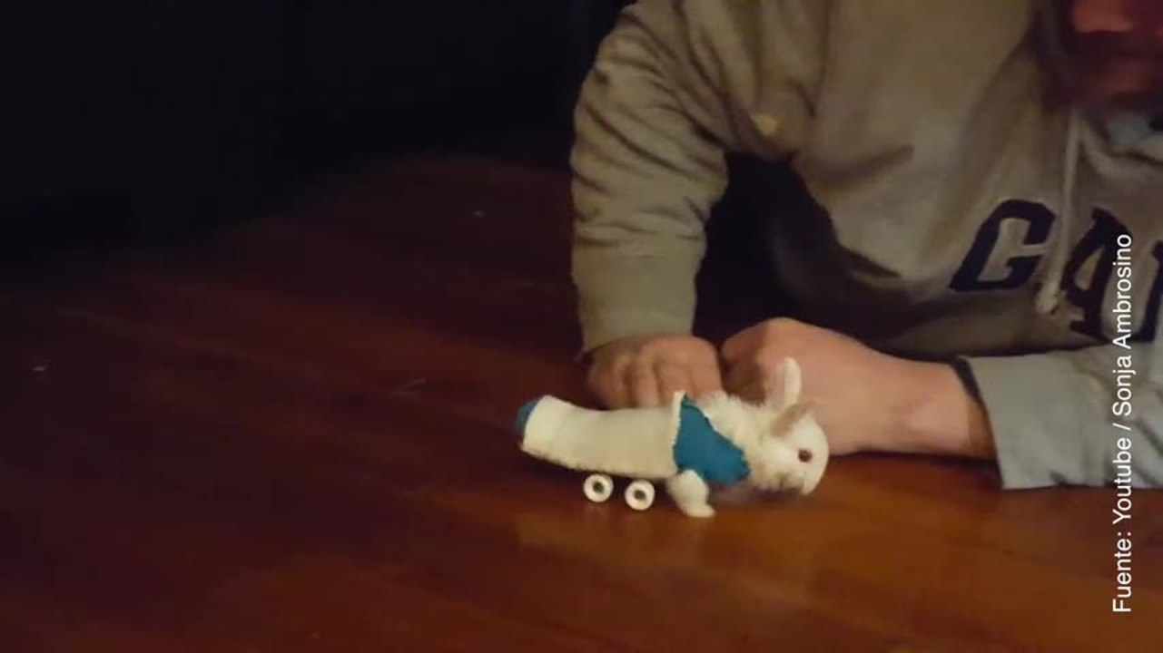 Vídeo de silla de ruedas para conejo