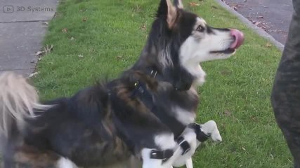 Il cane torna a camminare grazie alle protesi 3D!