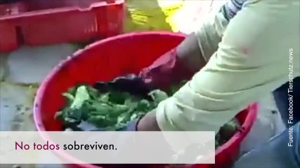 La nueva crueldad: pollitos de colores