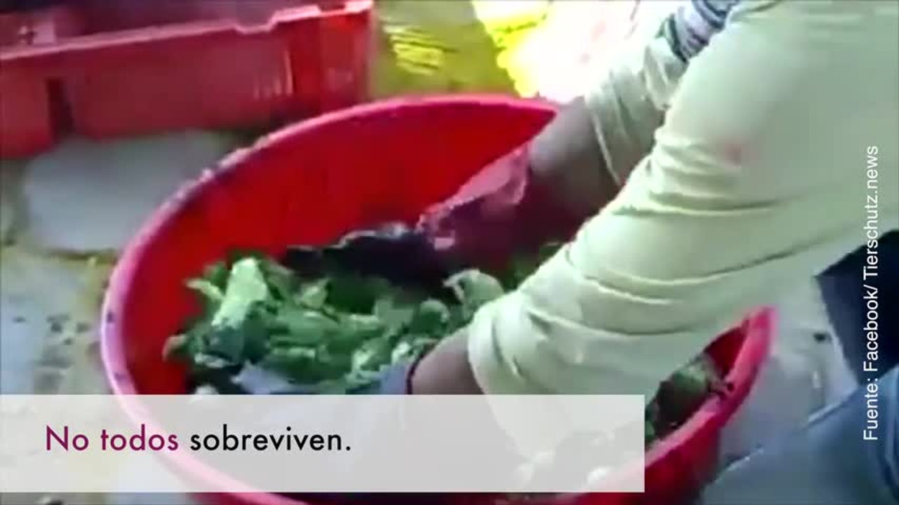 La nueva crueldad: pollitos de colores