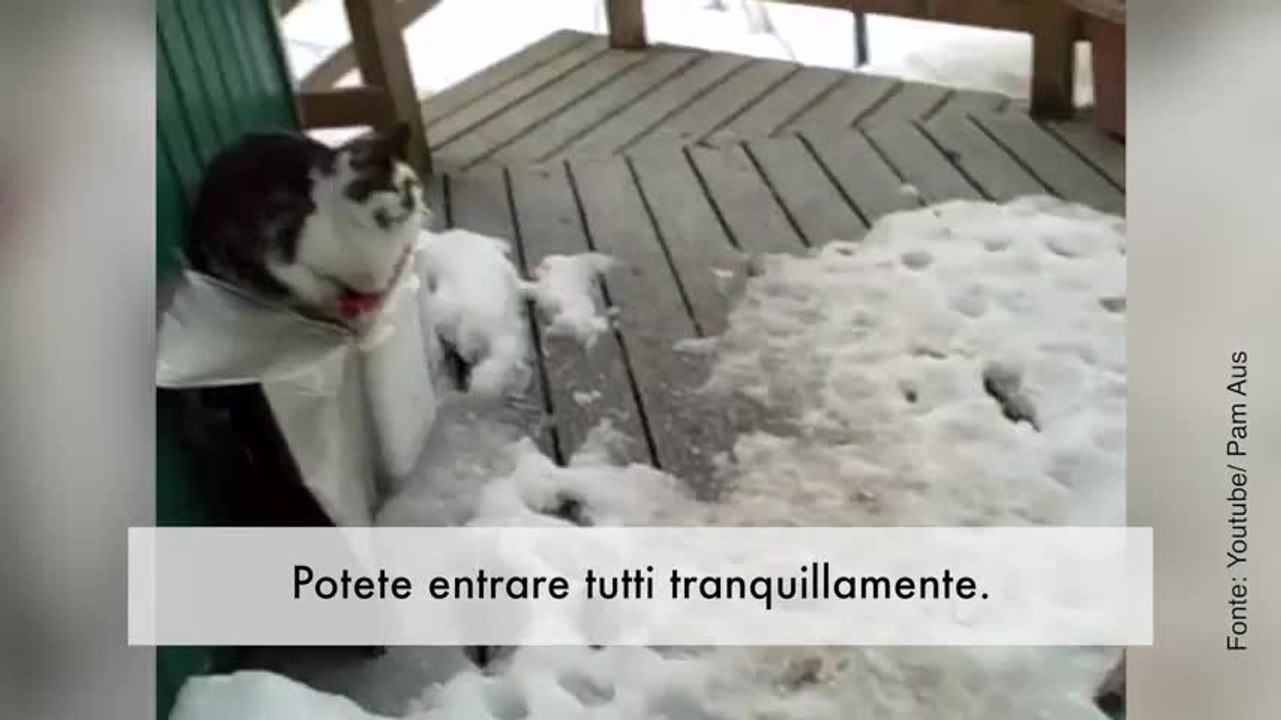 Toc, toc! Questa donna trova degli ospiti inattesi alla porta