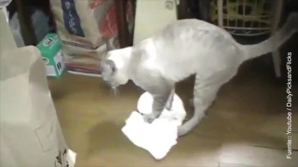 Vídeo de gato limpiando