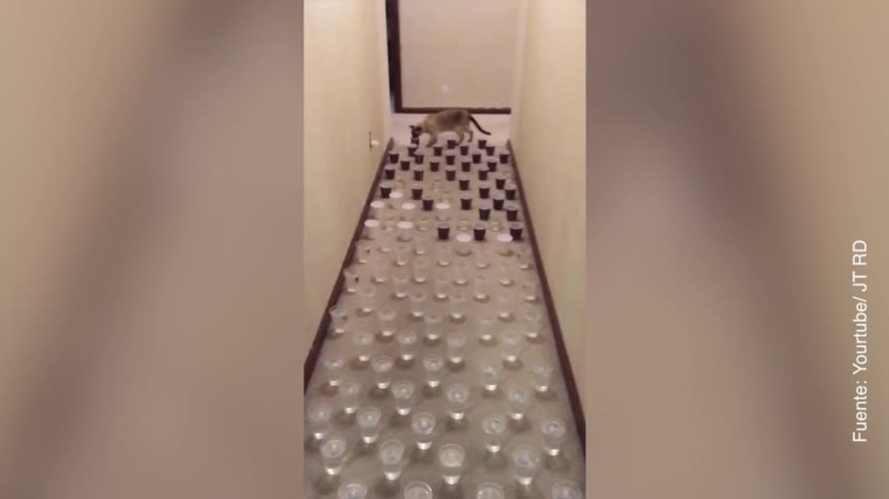 Vídeo de gato que hace parkour