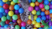 Vídeo de un gato en una piscina de bolas