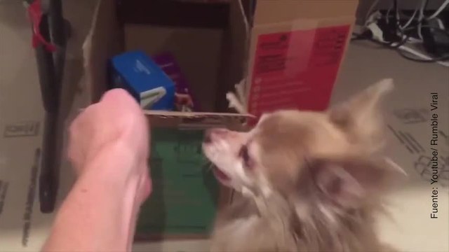 Vídeo de perro loco por las galletas