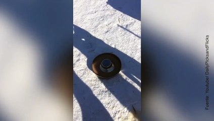 Vídeo de cinco huskies muertos de hambre