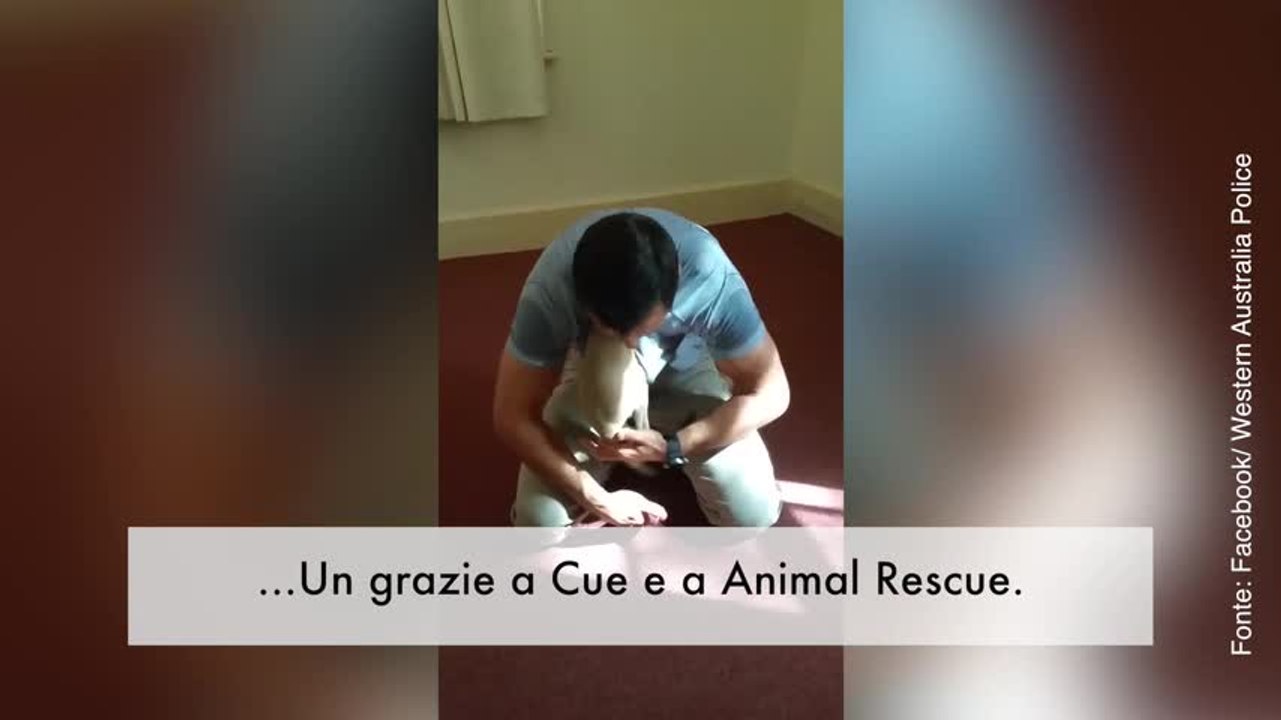 Adorabile: questo cucciolo di canguro crede che il poliziotto sia la sua mamma