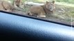 Questa famiglia voleva solo filmare i leoni dalla macchina quando...