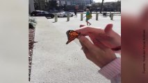 Vídeo de intento fallido de liberar a una mariposa