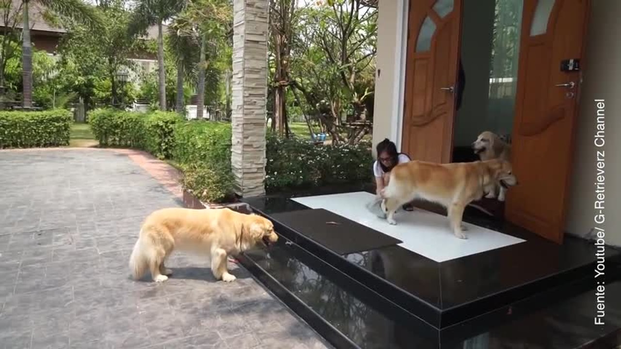 Vídeo de perritos limpiándose las patas antes de entrar en casa