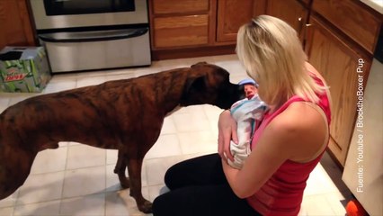 Vídeo de mascotas graciosas cuando ven un bebé