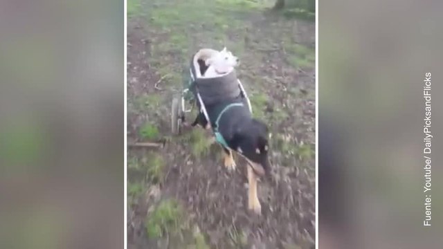 Vídeo de dos perros solidarios