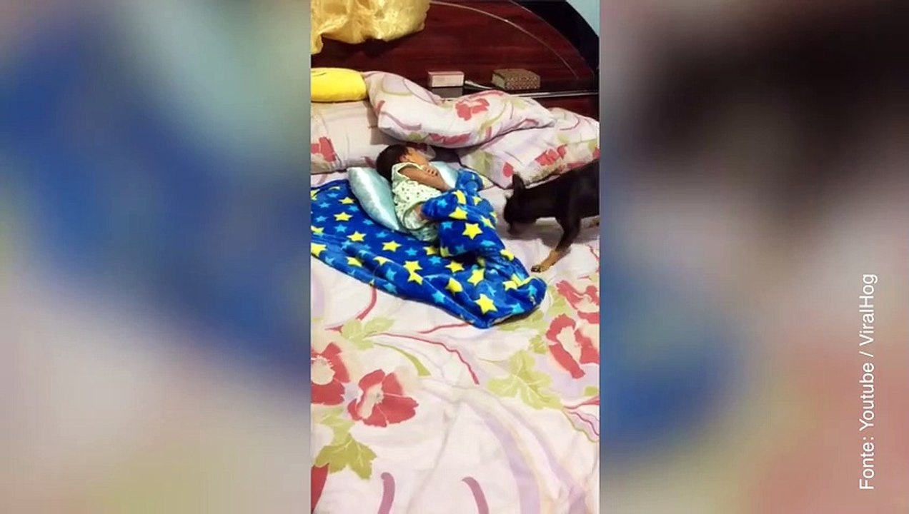 Il cane bambinaia che si prende cura del suo piccolo padrone umano