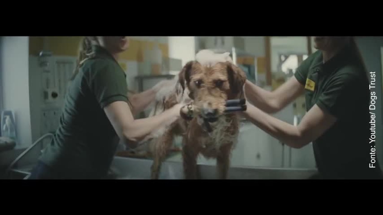 Perché non lo adotta nessuno Nell'attesa questo cane ha trovato un amico speciale