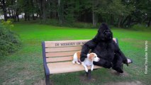 La strana coppia: il cane e il gorilla di peluche