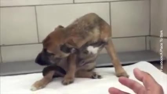 Finalmente un lieto fine per questo cucciolo randagio!