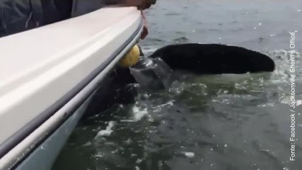 Video herunterladen: Salvataggio all'utimo secondo: agenti  salvano una tartaruga marina