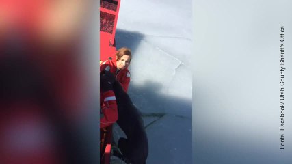 Questi poliziotti salvano un cane all'ultimo secondo...