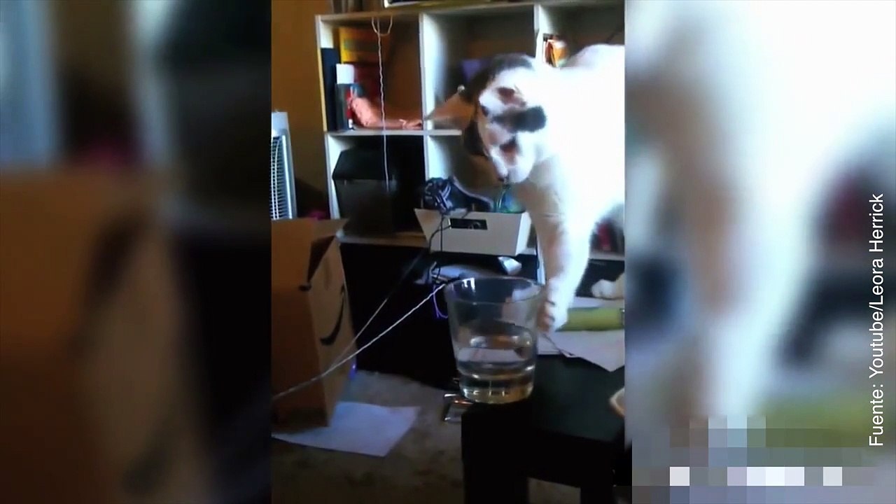 Distintos gatitos haciendo travesuras