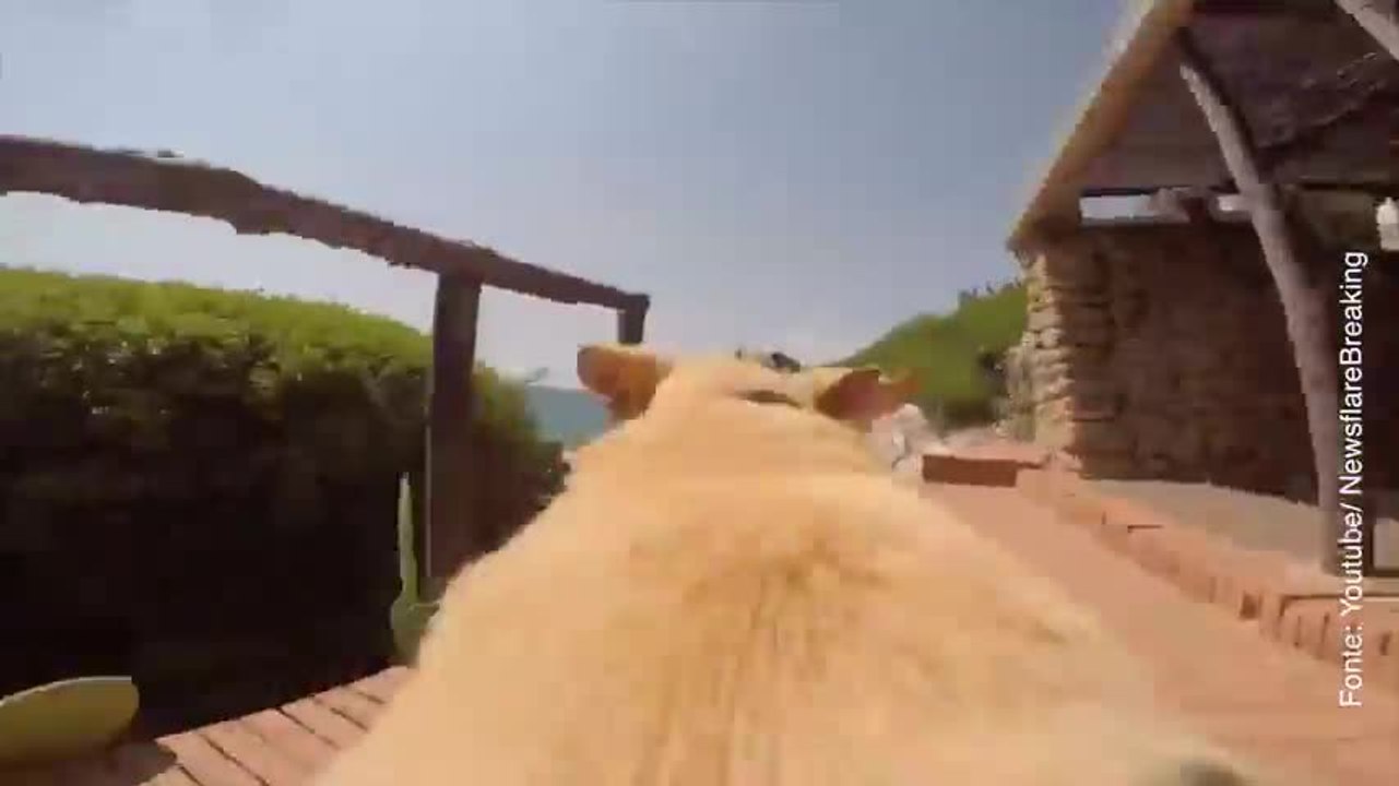 Questo cane è davvero innamorato del mare!