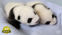 Panda gemelli: i primi 100 giorni in 2 minuti