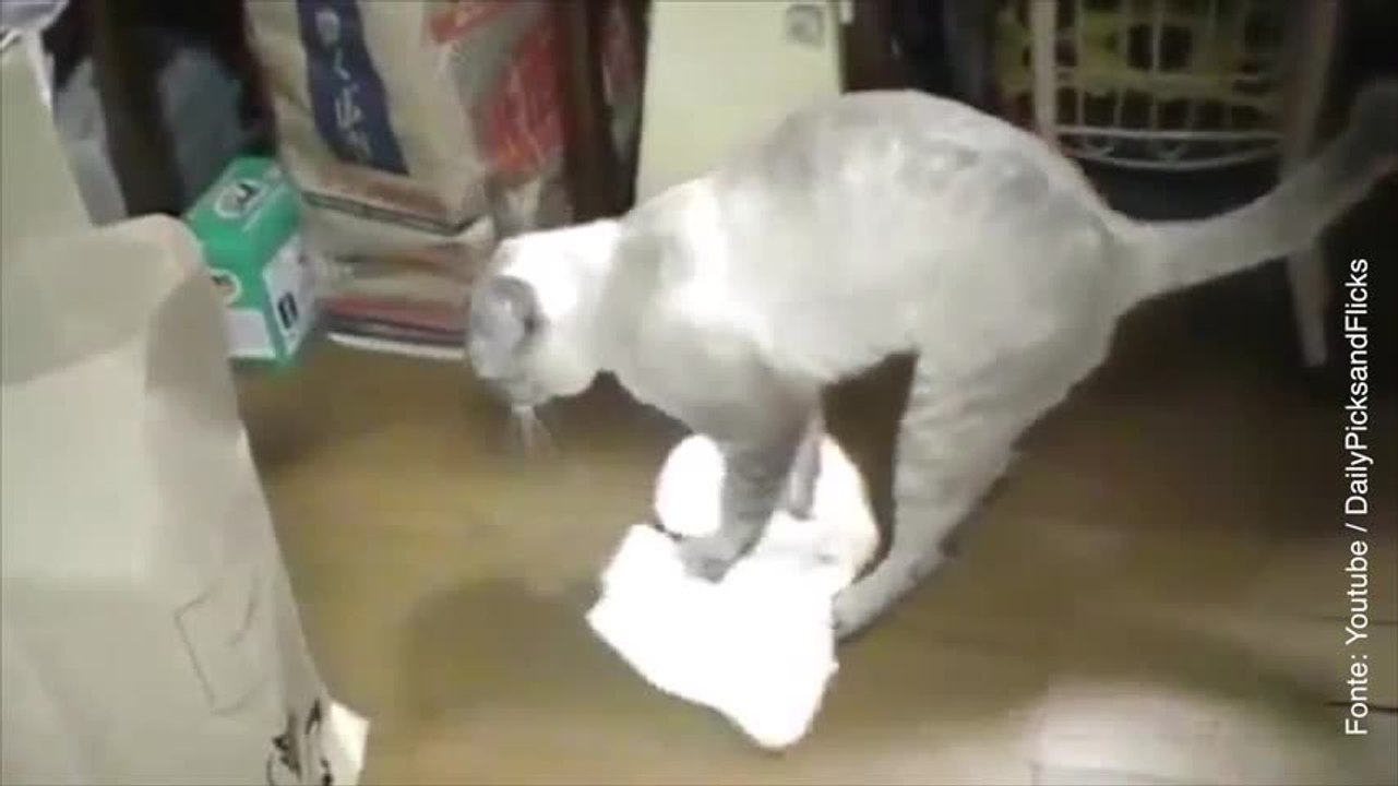 Chi dice che i gatti sono animali pigri Questo...
