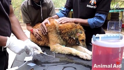 Download Video: Salvataggio all'ultimo secondo. La lotta per la vita di questo cane randagio.