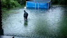 La pocha mojada