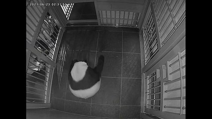 Una osa panda da a luz a mellizos en un zoológico de Tokio