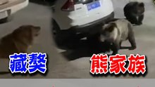 一犬戰三熊！野熊闖寺廟覓食 藏獒勇猛出擊狂吠逼退