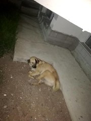 Başkent'te kafasına sallama darbesi aldığı iddia edilen bir köpek gözünü kaybetti