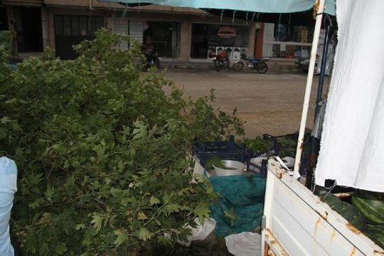 KULA'DA RÜZGAR YARIM ASIRLIK ÇINAR AĞACINI DEVİRDİ