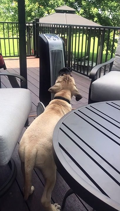 Dog is a Fan Fan
