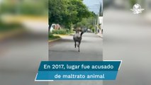 Antílope ñu escapó de zoológico de Tehuacán cuestionado por maltrato animal