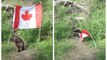 A Beaver Was Caught Trying To Steal A Canadian Flag & Her Confidence Is Iconic (VIDEO)