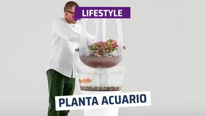 [CH] Planta Acuario sin mantenimiento