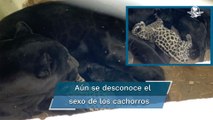 Nacen dos cachorros de jaguar en el Parque Tangamanga I, en San Luis Potosí