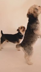 Cute Pets - Funny Pets Video and Dance dogs