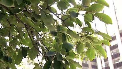 6월 24일 김진의 돌직구쇼 오프닝