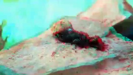 Karıncalar ölü kuşu işte böyle yok etti