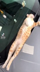 cute puppy funny video part2
