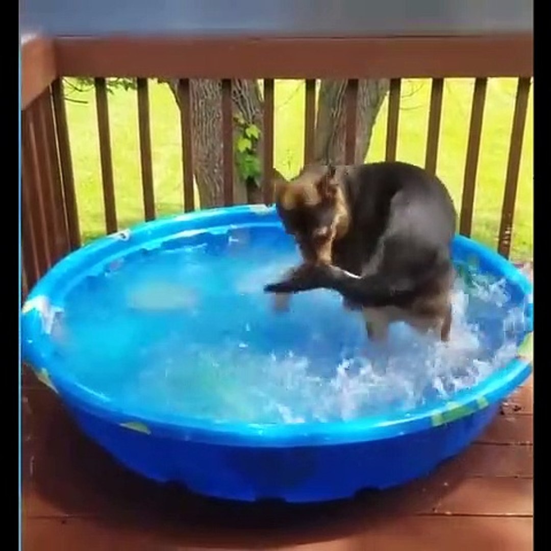 ⁣cute puppy funny video part3