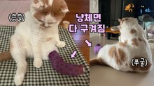 '고양이 체면이 말이 아니네' 다리에 깁스하고 망연자실