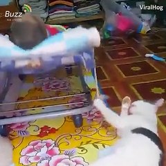 عالم من القطط المضحكة