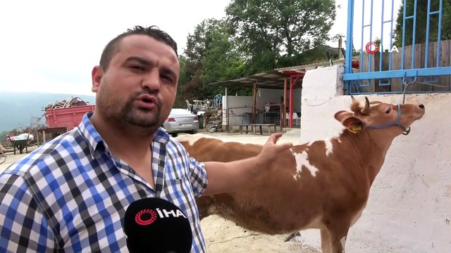 Ay-yıldız desenli ineğini kimseye satmıyor