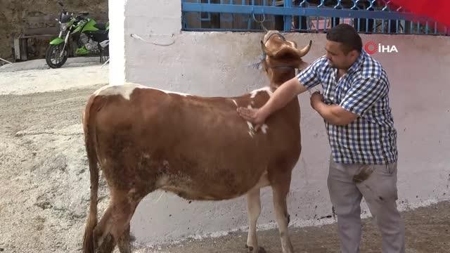 Ay-yıldız desenli ineğini kimseye satmıyor