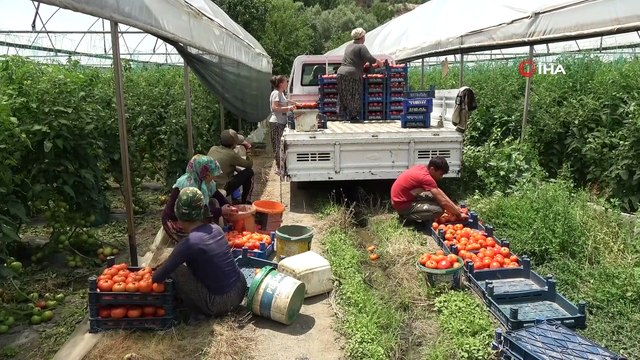 Karadeniz’in sebze üssü Amasya’da domates hasadı başladı
